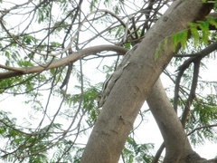 Funambulus pennantii