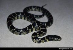 Lampropeltis splendida