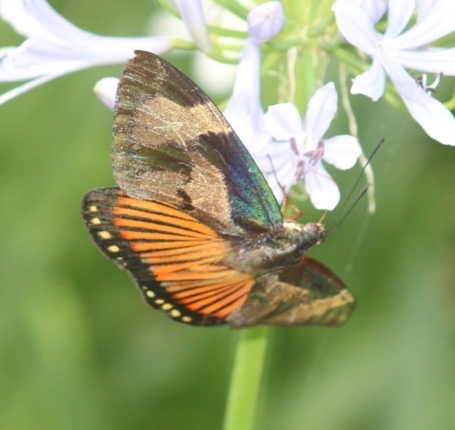 Imara satrapes
