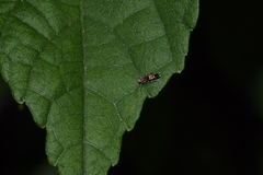 Cosmopterix