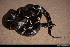 Lampropeltis getula