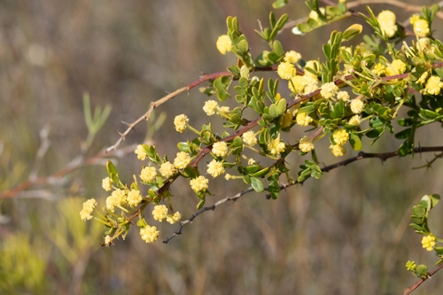 Acacia nigricans (Acacia nigricans)