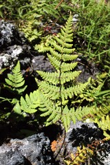 Aleuritopteris farinosa