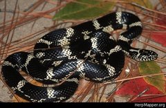 Lampropeltis getula