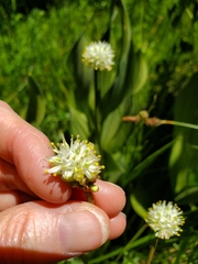 Triantha occidentalis occidentalis