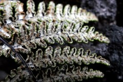 Aleuritopteris farinosa