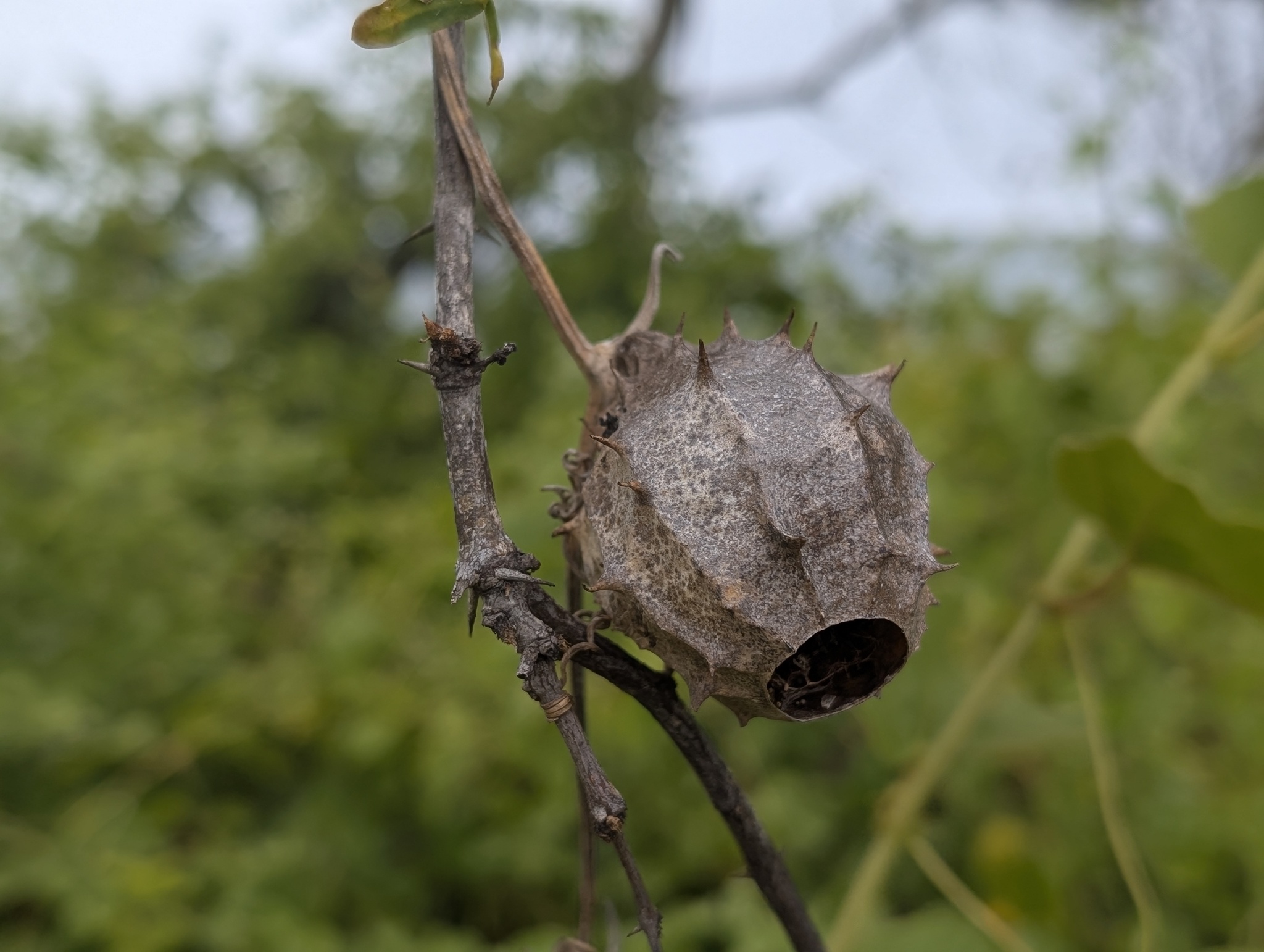 Luffa astorii