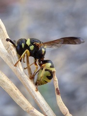 Euodynerus annulatus