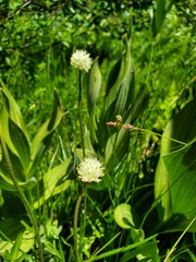 Triantha occidentalis occidentalis