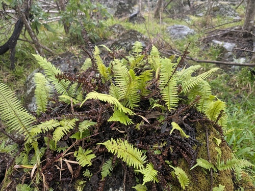 Widespread rockcap fern (Pecluma dispersa)