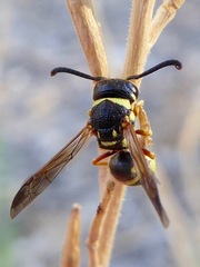 Euodynerus annulatus