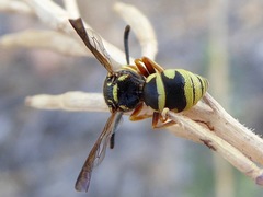 Euodynerus annulatus