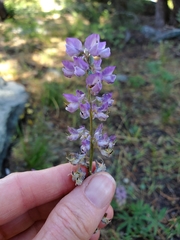 Lupinus arbustus