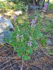 Lupinus arbustus