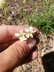 Silene douglasii douglasii