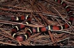 Lampropeltis elapsoides