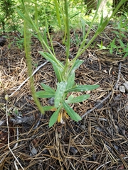 Silene douglasii douglasii