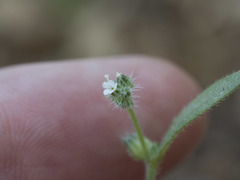Cryptantha affinis