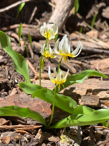 Klamath fawnlily (Erythronium klamathense)