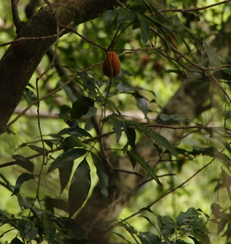 Swartzia caribaea