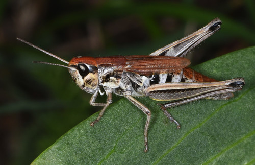 Pseudochorthippus curtipennis californicus