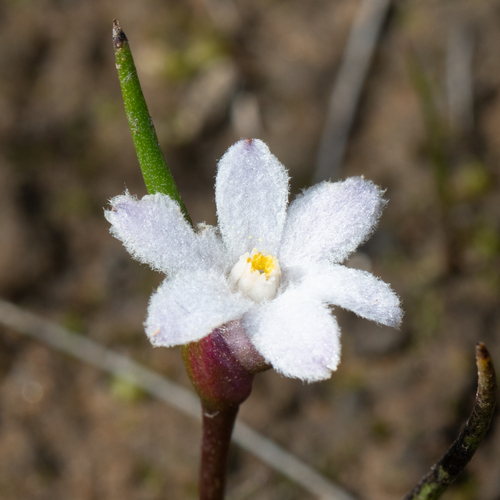 Violet Tiurndin (Tribonanthes violacea)
