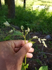 Koenigia phytolaccifolia