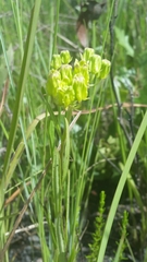 Asclepias pedicellata image