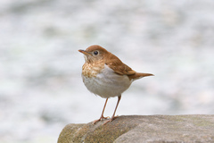 Veery photo 1