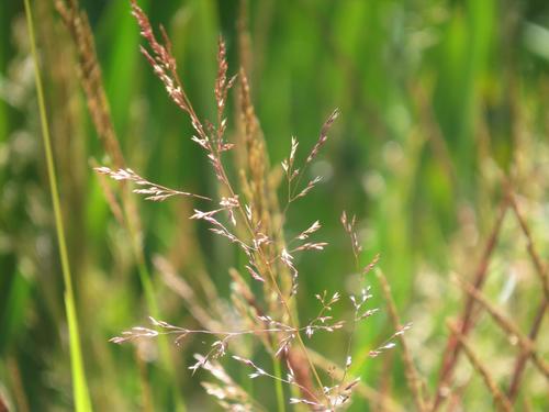Agrostis gigantea
