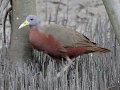 Chestnut Rail photo 1