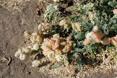 Astragalus nuttallii