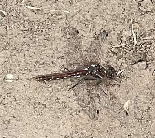 Variegated Meadowhawk photographed in Idaho