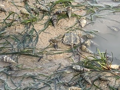 Tachypleus tridentatus