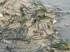 Tachypleus tridentatus