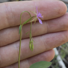 Clarkia stellata