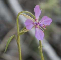 Clarkia stellata
