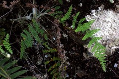 Myriopteris lendigera