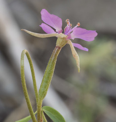 Clarkia stellata