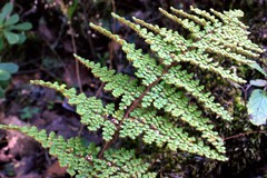 Myriopteris lendigera