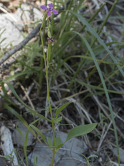 Clarkia stellata