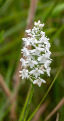 Platanthera nivea
