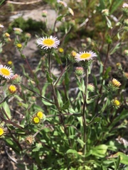Erigeron nivalis