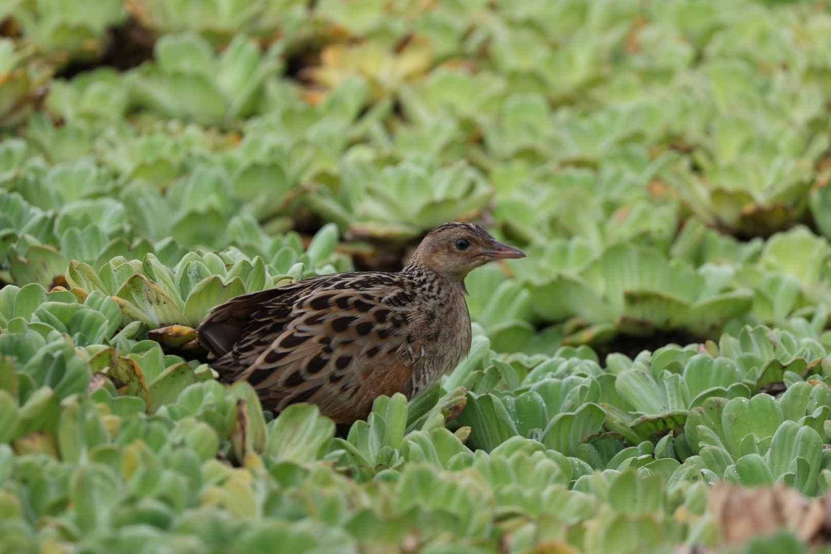 Corn Crake