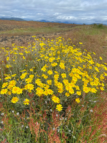 Eriophyllum lanatum