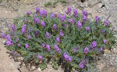 Astragalus lentiginosus diphysus
