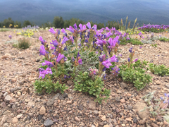 Penstemon davidsonii davidsonii