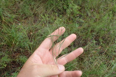 Euthamia gymnospermoides