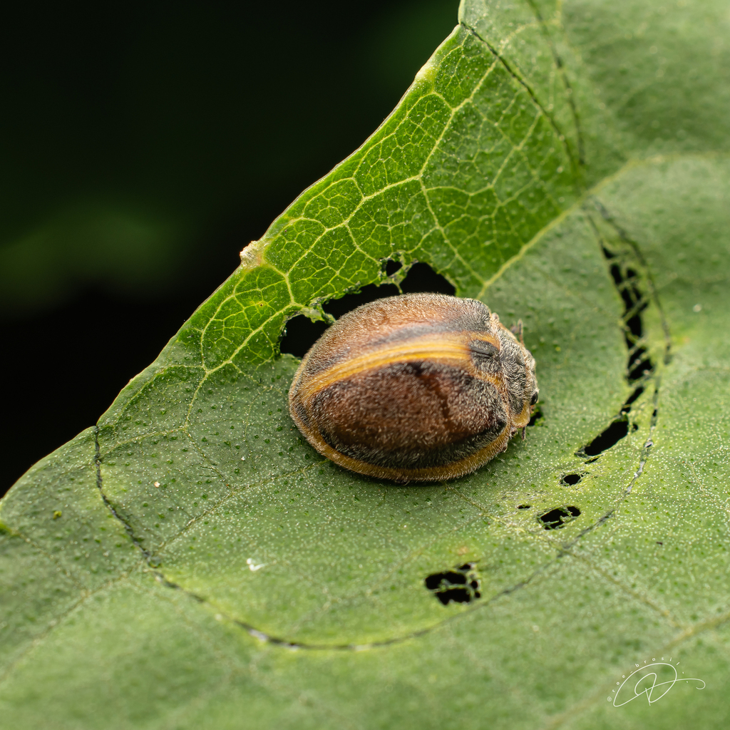 Epilachna Lady Beetles