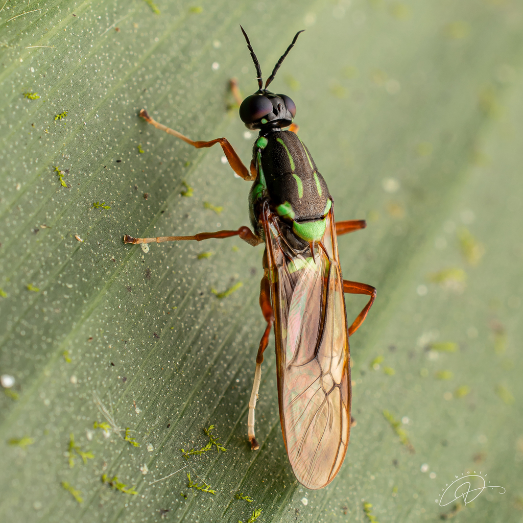 Analcocerus atriceps